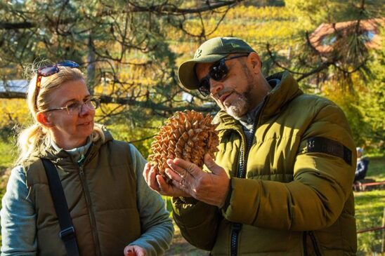 Férfi hatalmas tobozzal a Folly Arborétum jubileumi tobozszüretén