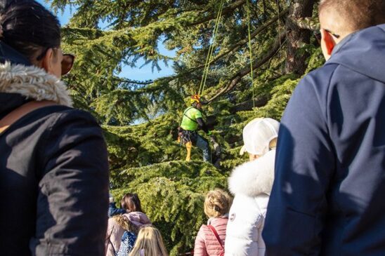 Alpintechnikával dolgozó szakember a Folly Arborétum tobozszüretén